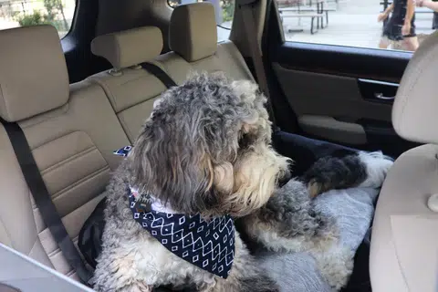 what is the purpose of a dog car seat (9)