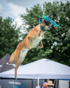 köpeği̇ni̇zle dalmayi dener mi̇si̇ni̇z i̇şte nasil başlayacağiniz (2)