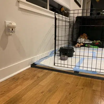 Kann ein Welpe in einer Babyschale schlafen (9)