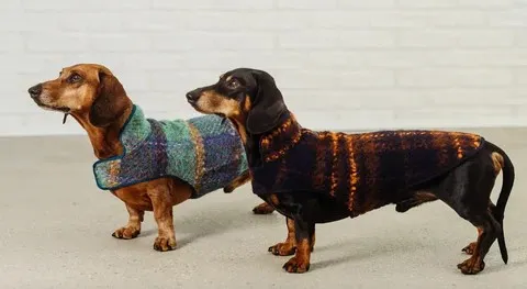 at what temperature do dogs need a sweater (1)