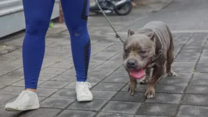 bij welke temperatuur hebben honden een trui nodig (2)