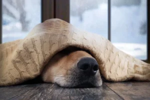 Köpekler hangi sıcaklıkta mont giymelidir (1)(1)