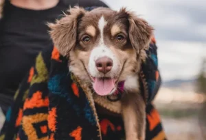 houden hondentruien honden warm (1)(2)