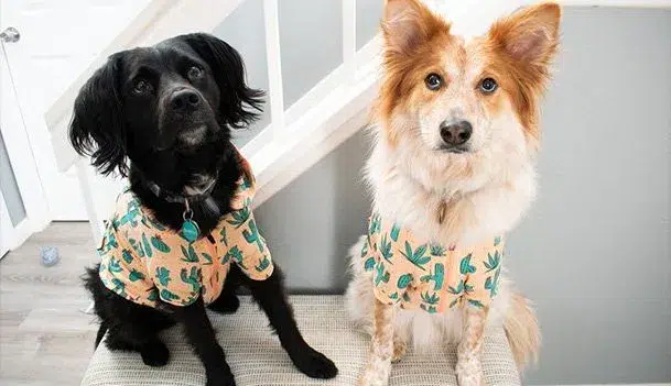 do dogs like to wear sweaters (5)