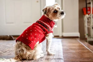 köpekler kazak giymeyi sever mi (5)(1)