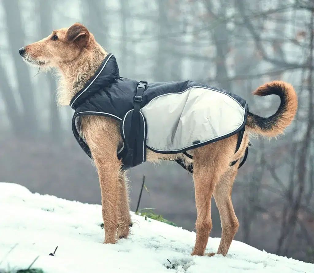 should dogs wear sweaters (1)