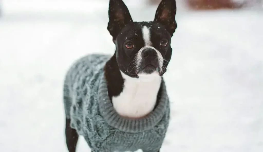 should dogs wear sweaters (2)