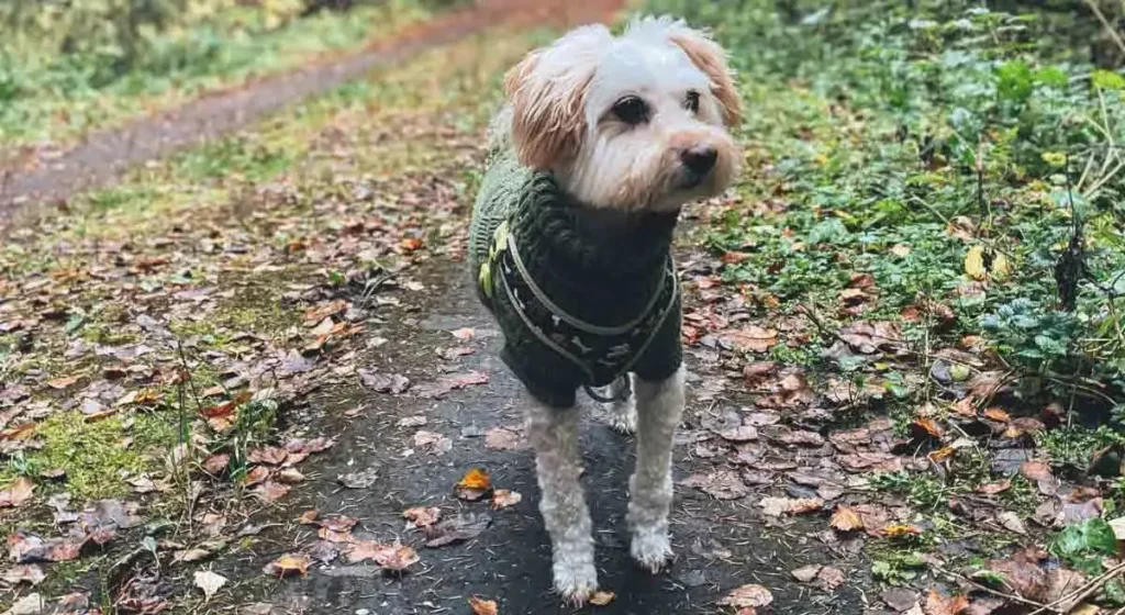 should dogs wear sweaters (3)