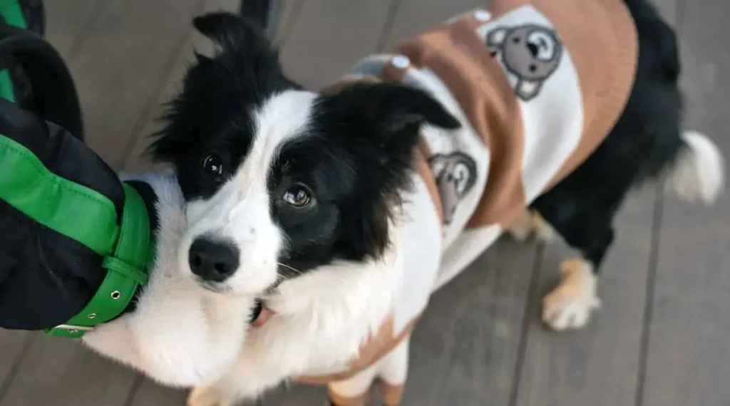 should dogs wear sweaters (7)