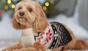 köpekler kazak giymeli̇ mi̇ (8)