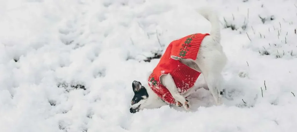 should dogs wear sweaters (9)