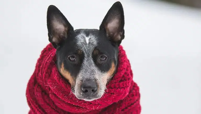 Får hunde en vinterfrakke (2)(1)