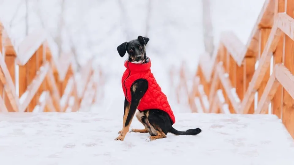 Får hunde en vinterfrakke (4)(1)