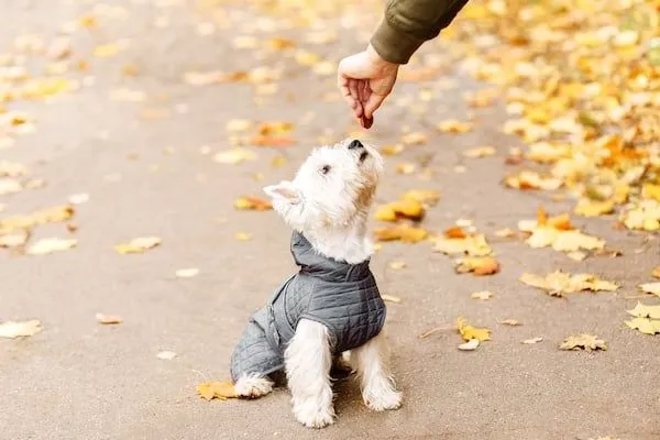 Får hunde en vinterfrakke (5)