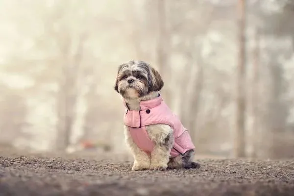 Får hunde en vinterfrakke (5)(1)