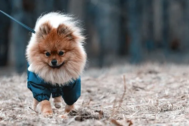 Får hunde en vinterfrakke (6)