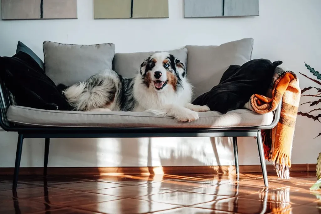 Får hunde en vinterfrakke (8)