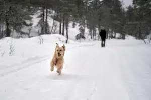 Karda veya soğukta köpek patilerini korumak için 6 ipucu (5)