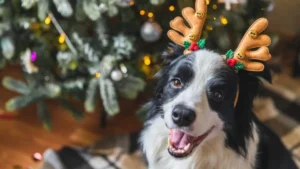 8 способов защиты рождественской елки от собак (4)