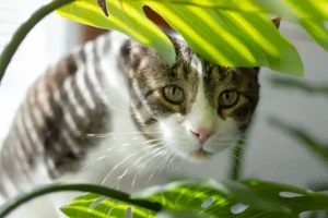 являются ли рождественские кактусы безопасными для домашних животных (3)