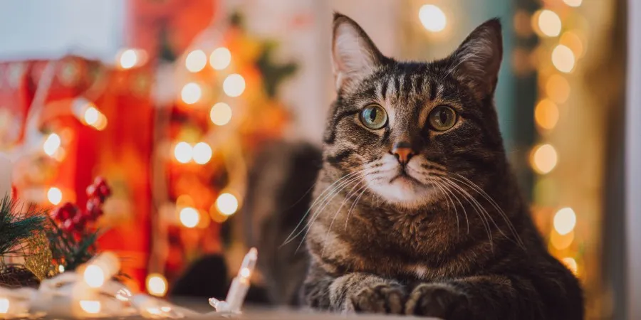 are christmas trees toxic to pets​ (2)