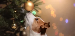 Ядовиты ли рождественские деревья для домашних животных (6)