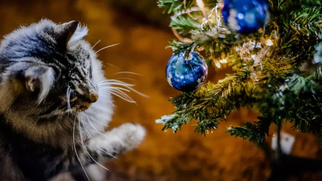 are christmas trees toxic to cats (1)