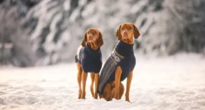 köpek kazakları gerekli mi (4)