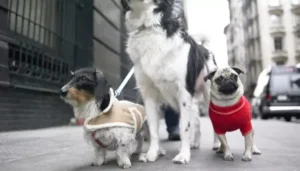 необходимы ли свитера для собак (2)(1)