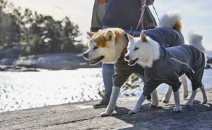 безопасны ли свитера для собак (7)