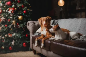 Безопасны ли замороженные рождественские елки для домашних животных (5)