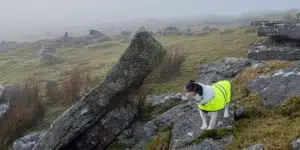 zijn t-shirts slecht voor honden (2)