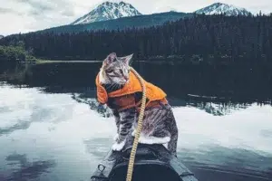 kediler köpek kazağı giyebilir mi (1)