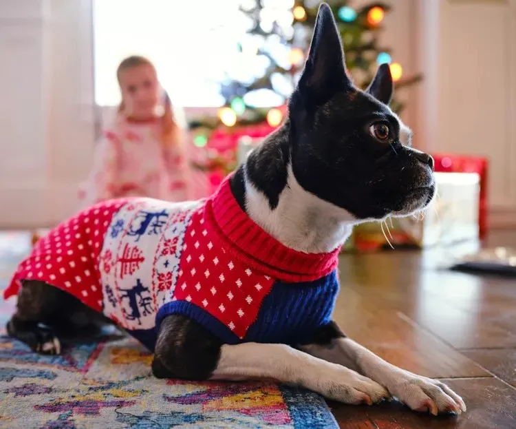 Picture Idea: Can Dog Wear A Sweater All The Time Expert Advice