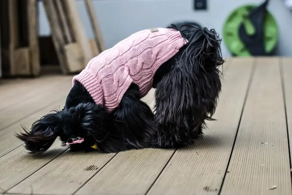 O cão pode usar um suéter o tempo todo (5)