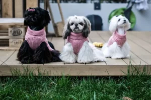 Может ли собака постоянно носить свитер (6)