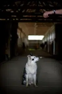 kunnen honden in donderjacks slapen (1)(1)