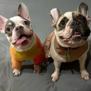 успокаивают ли свитера собак (8)