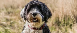 есть ли у собак зимняя шерсть (2)(1)