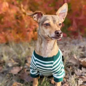 любят ли собаки свитера (3)
