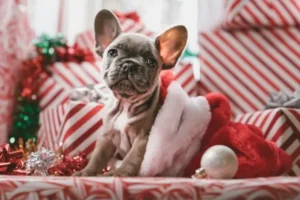 радуются ли собаки Рождеству (5)