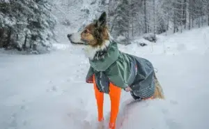 köpeklerin kışın cekete ihtiyacı var mı (3)