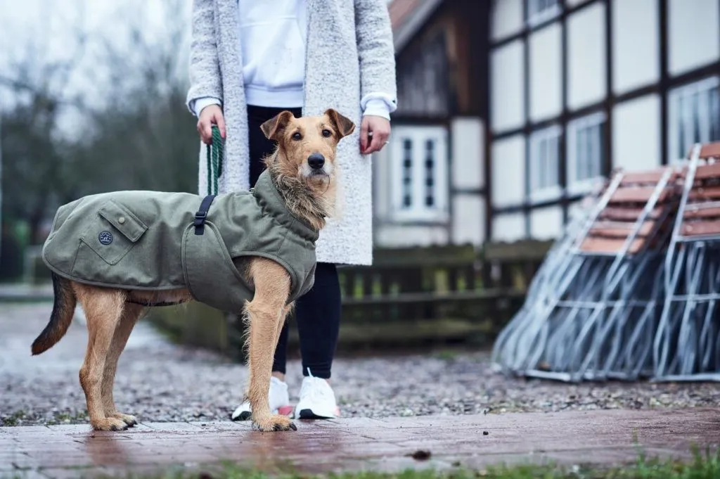 Curated visual reference: Visual Reference: When Should A Dog Wear A Coat