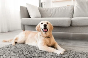 köpeğimin içeride bir kazağa ihtiyacı var mı (3)