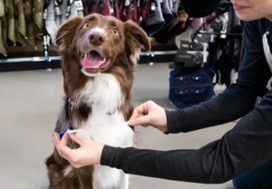 köpek kazakları nasıl olmalı (3)