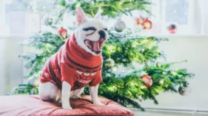 köpeği̇ni̇zi̇ yilbaşinda güvenli̇ bi̇r şeki̇lde nasil gi̇ydi̇ri̇rsi̇ni̇z (2)