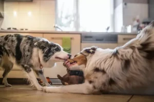 köpekler kışın nasıl aktif tutulur (4)(1)