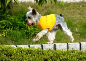 как сшить платье для собаки (7)