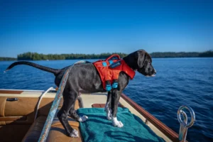 pecpets dykker ned i førende producenter af engros-hundetøj i Kina (2)