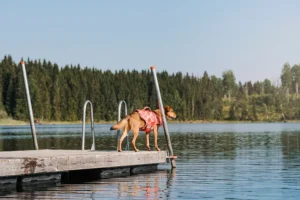 Bir köpeğe can yeleği giydirmeli misiniz (2)(1)